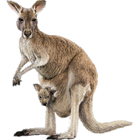 a kangaroo with a joey